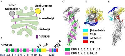 Exploring the pathological mechanisms underlying Cohen syndrome